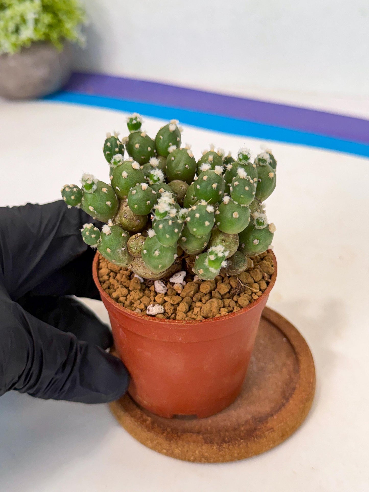 Tephrocactus Rossianus (y) | Exact Plant From Listing
