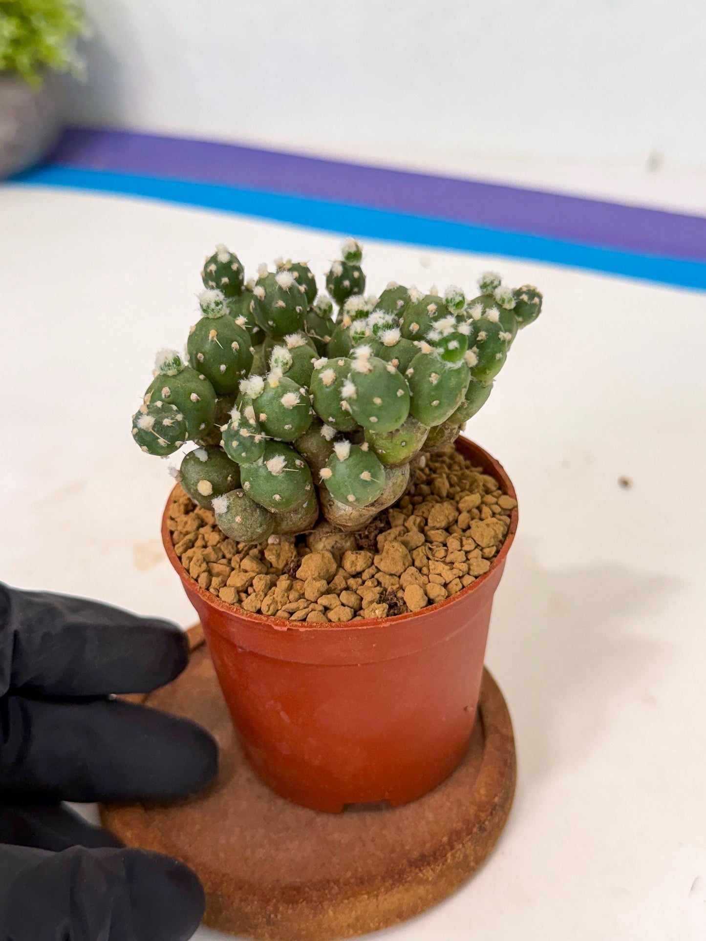Tephrocactus Rossianus (y) | Exact Plant From Listing