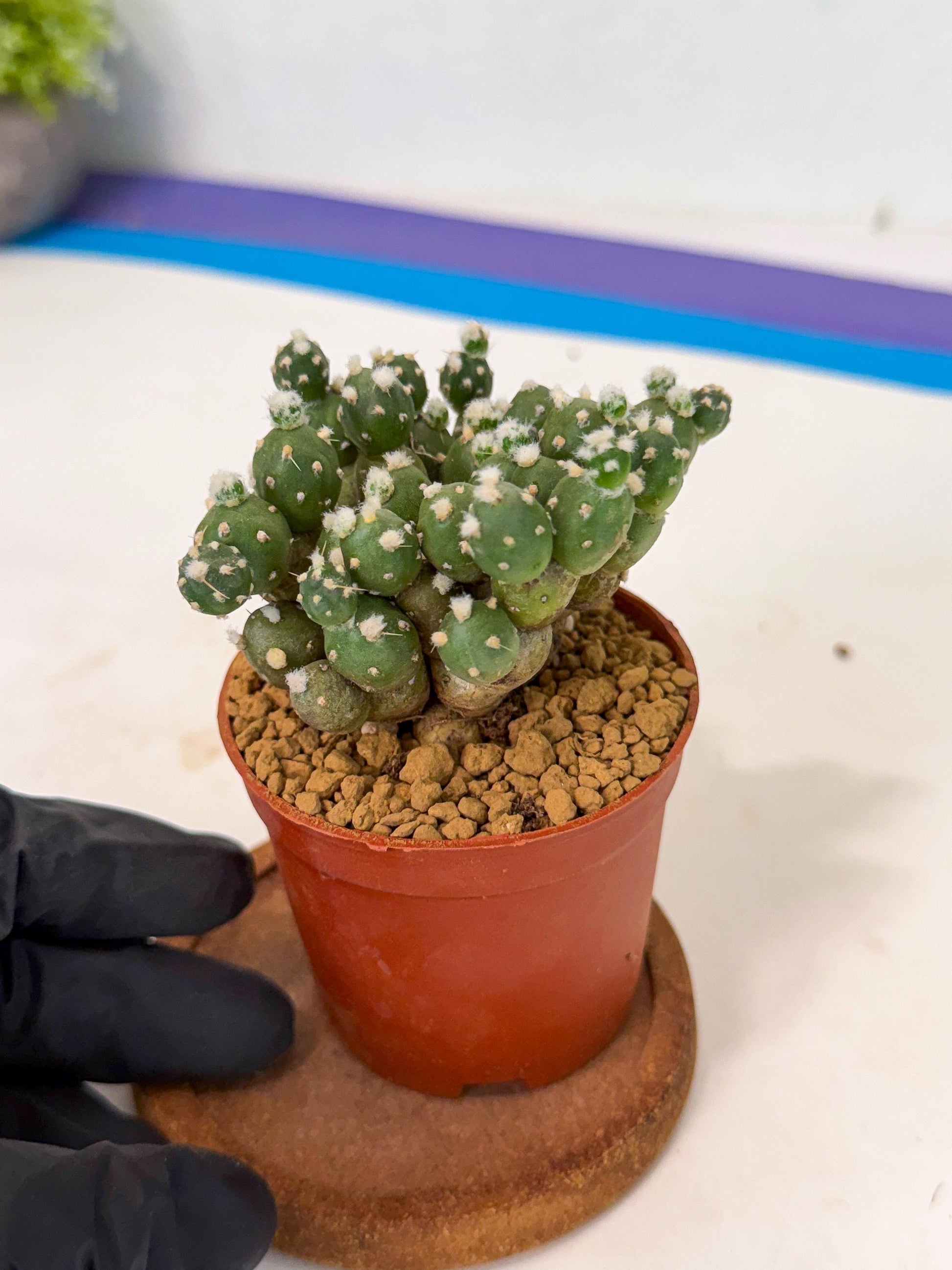 Tephrocactus Rossianus (y) | Exact Plant From Listing