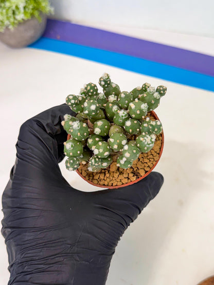 Tephrocactus Rossianus (y) | Exact Plant From Listing