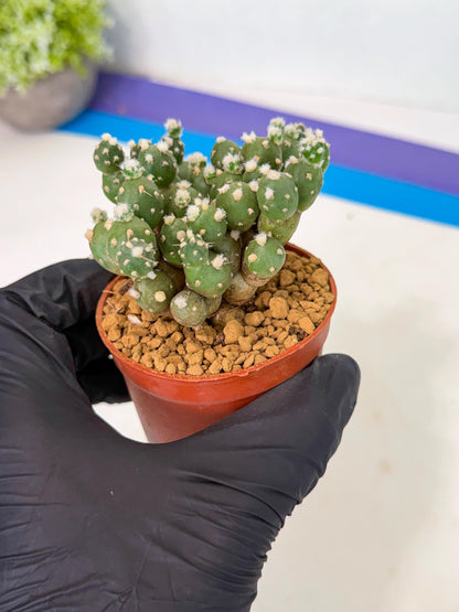 Tephrocactus Rossianus (y) | Exact Plant From Listing