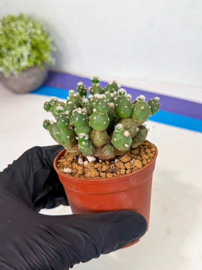 Tephrocactus Rossianus (y) | Exact Plant From Listing