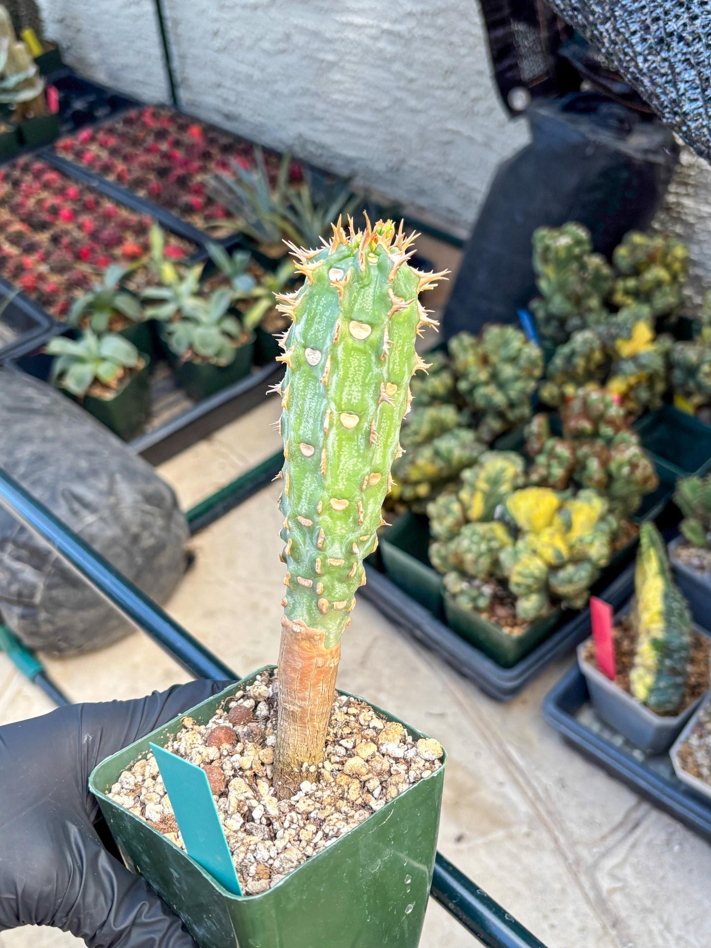 Eupho Viguieri var. Ankarafantsiensis (g) | Imported plants