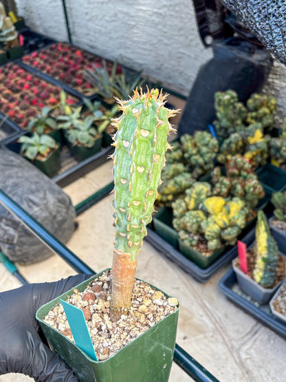 Eupho Viguieri var. Ankarafantsiensis (g) | Imported plants
