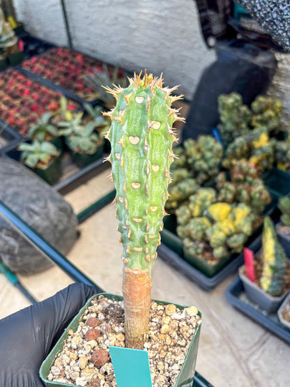 Eupho Viguieri var. Ankarafantsiensis (g) | Imported plants