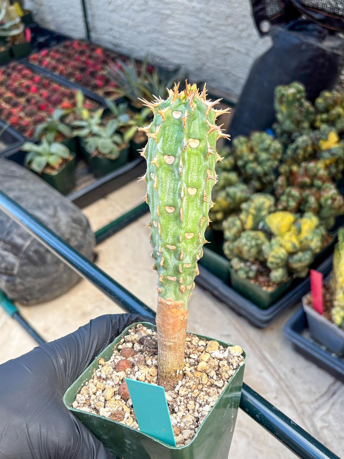 Eupho Viguieri var. Ankarafantsiensis (g) | Imported plants