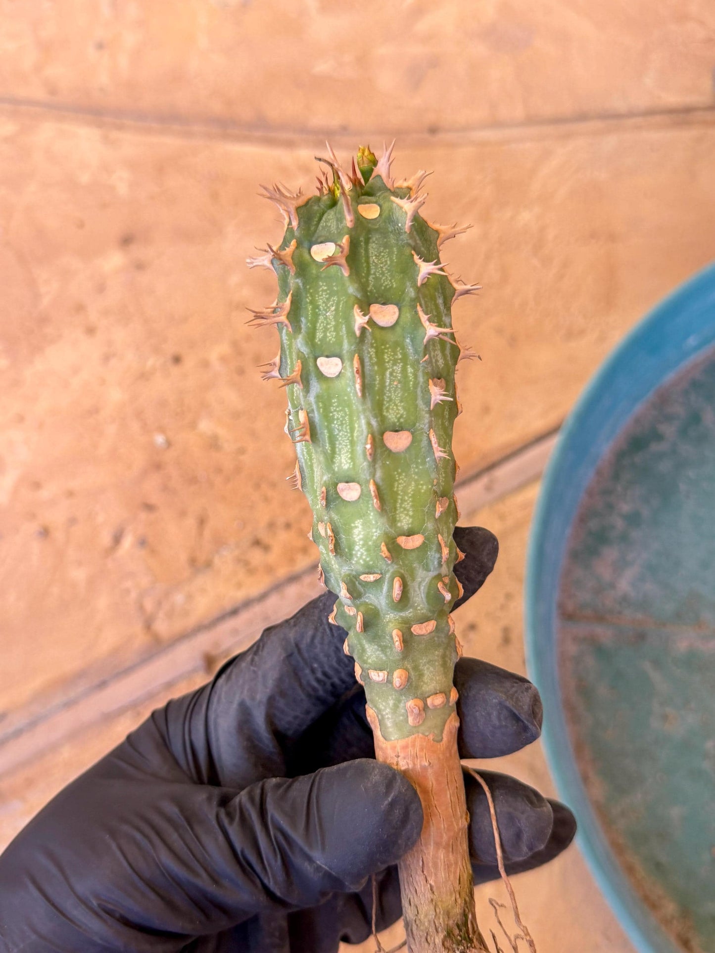 Eupho Viguieri var. Ankarafantsiensis (g) | Imported plants