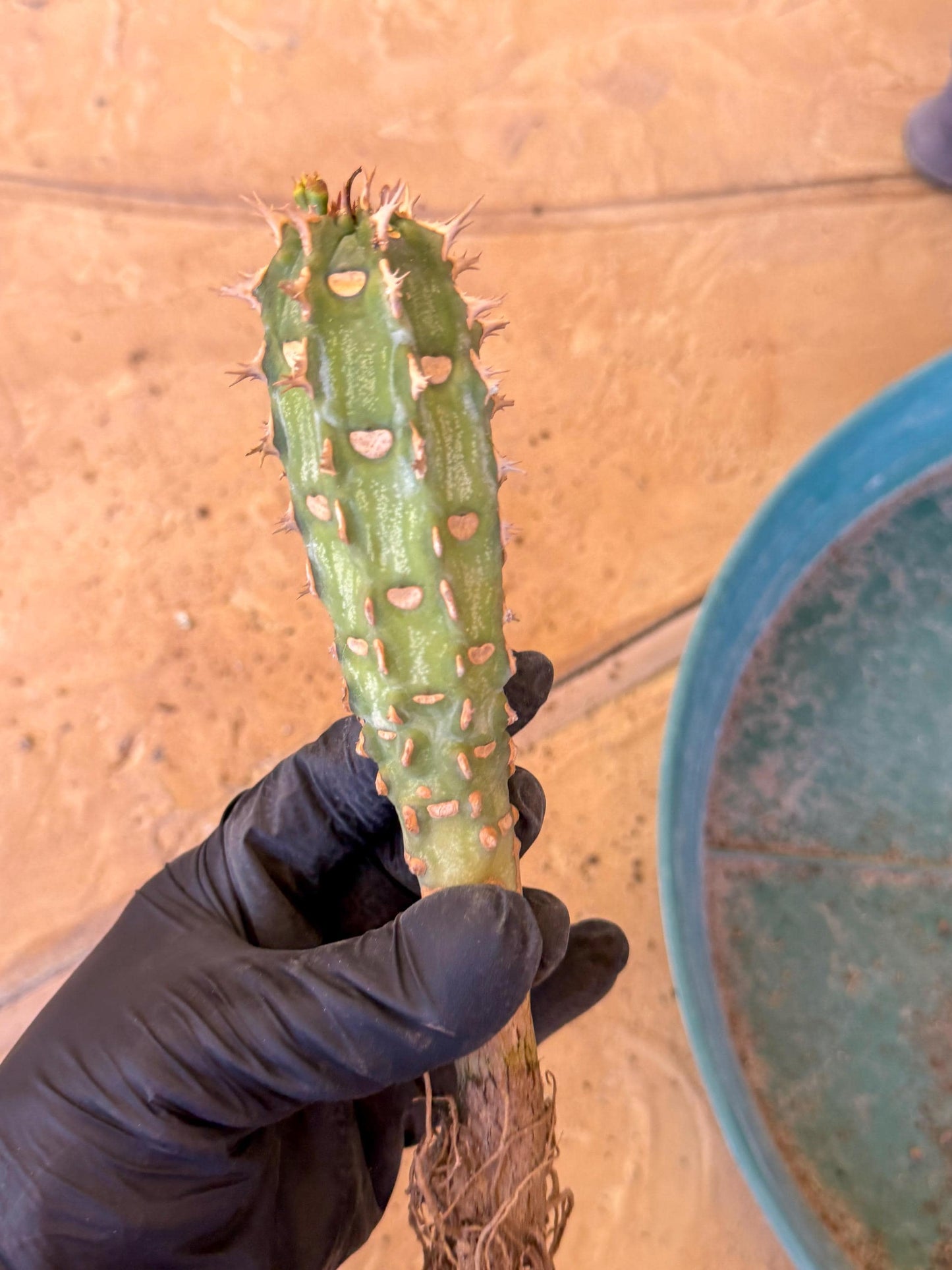 Eupho Viguieri var. Ankarafantsiensis (g) | Imported plants