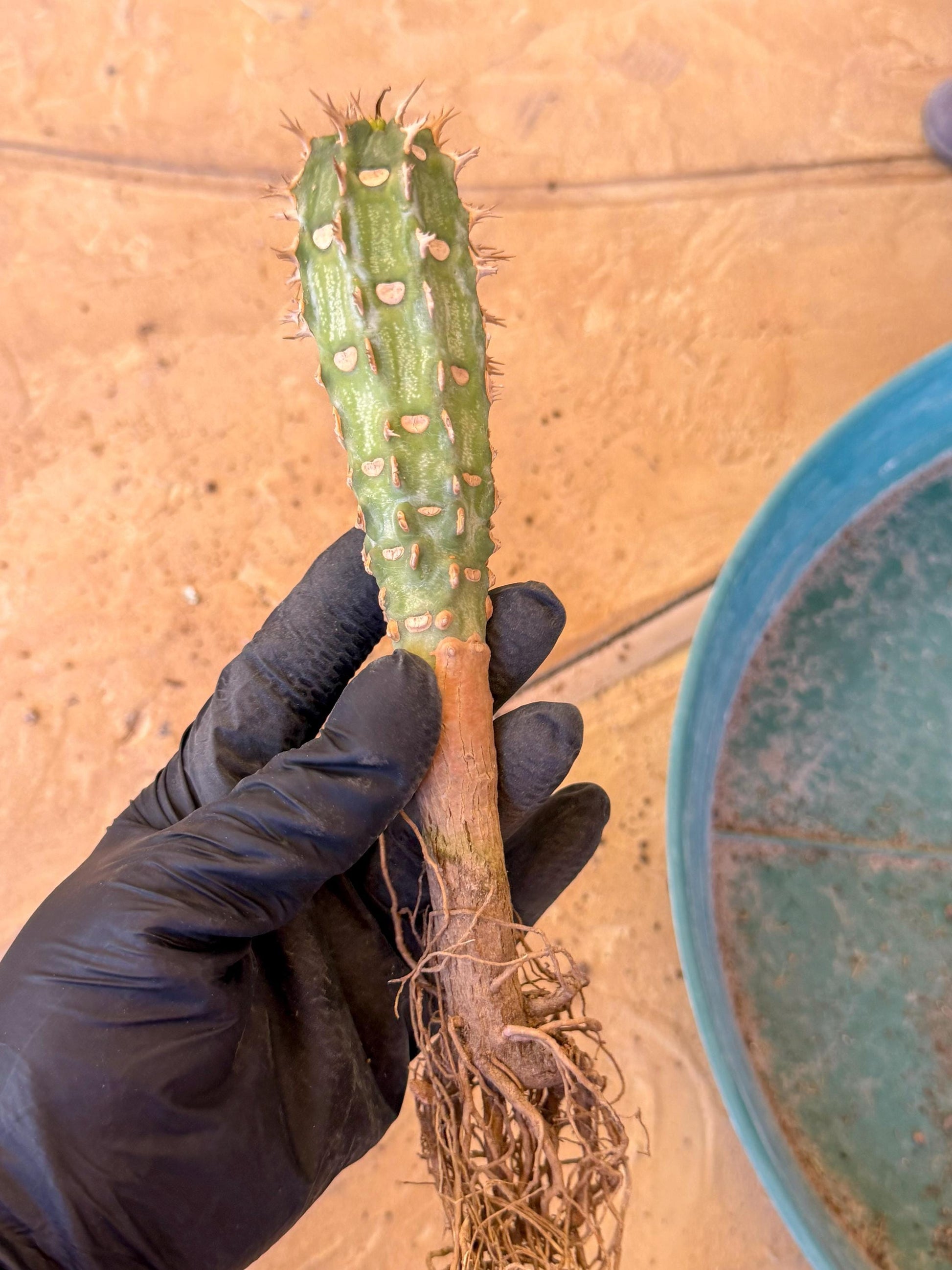Eupho Viguieri var. Ankarafantsiensis (g) | Imported plants