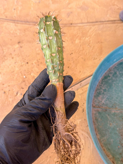 Eupho Viguieri var. Ankarafantsiensis (g) | Imported plants