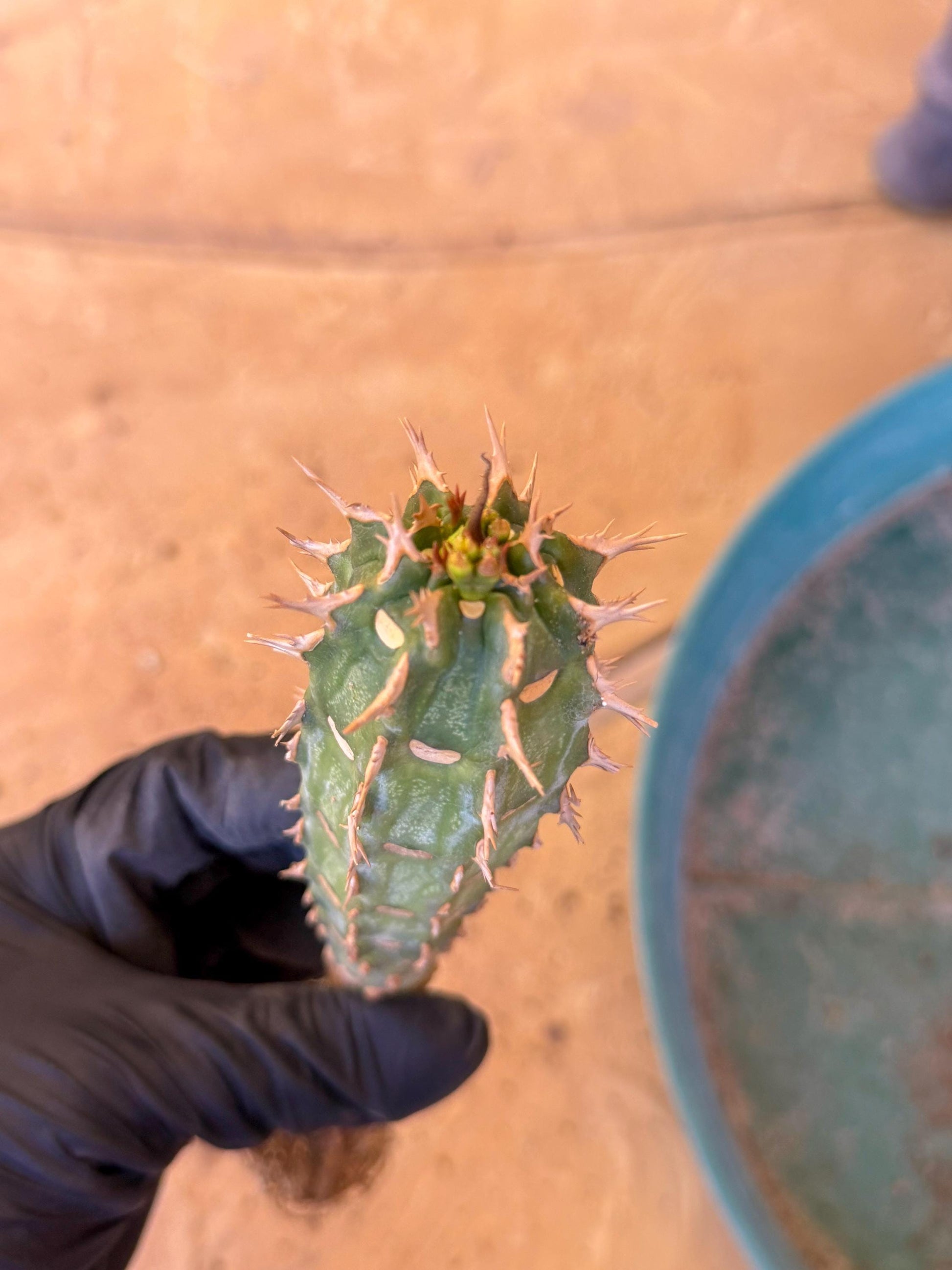 Eupho Viguieri var. Ankarafantsiensis (g) | Imported plants