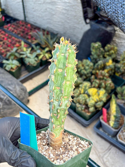 Eupho Viguieri var. Ankarafantsiensis (bg) | Imported plants