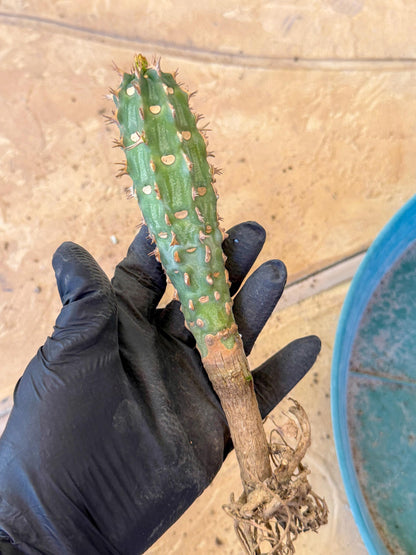 Eupho Viguieri var. Ankarafantsiensis (bg) | Imported plants