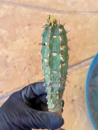 Eupho Viguieri var. Ankarafantsiensis (bg) | Imported plants