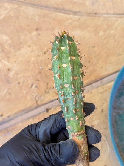 Eupho Viguieri var. Ankarafantsiensis (bg) | Imported plants