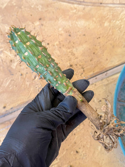 Eupho Viguieri var. Ankarafantsiensis (bg) | Imported plants