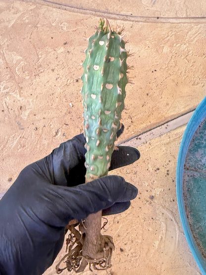 Eupho Viguieri var. Ankarafantsiensis (bg) | Imported plants