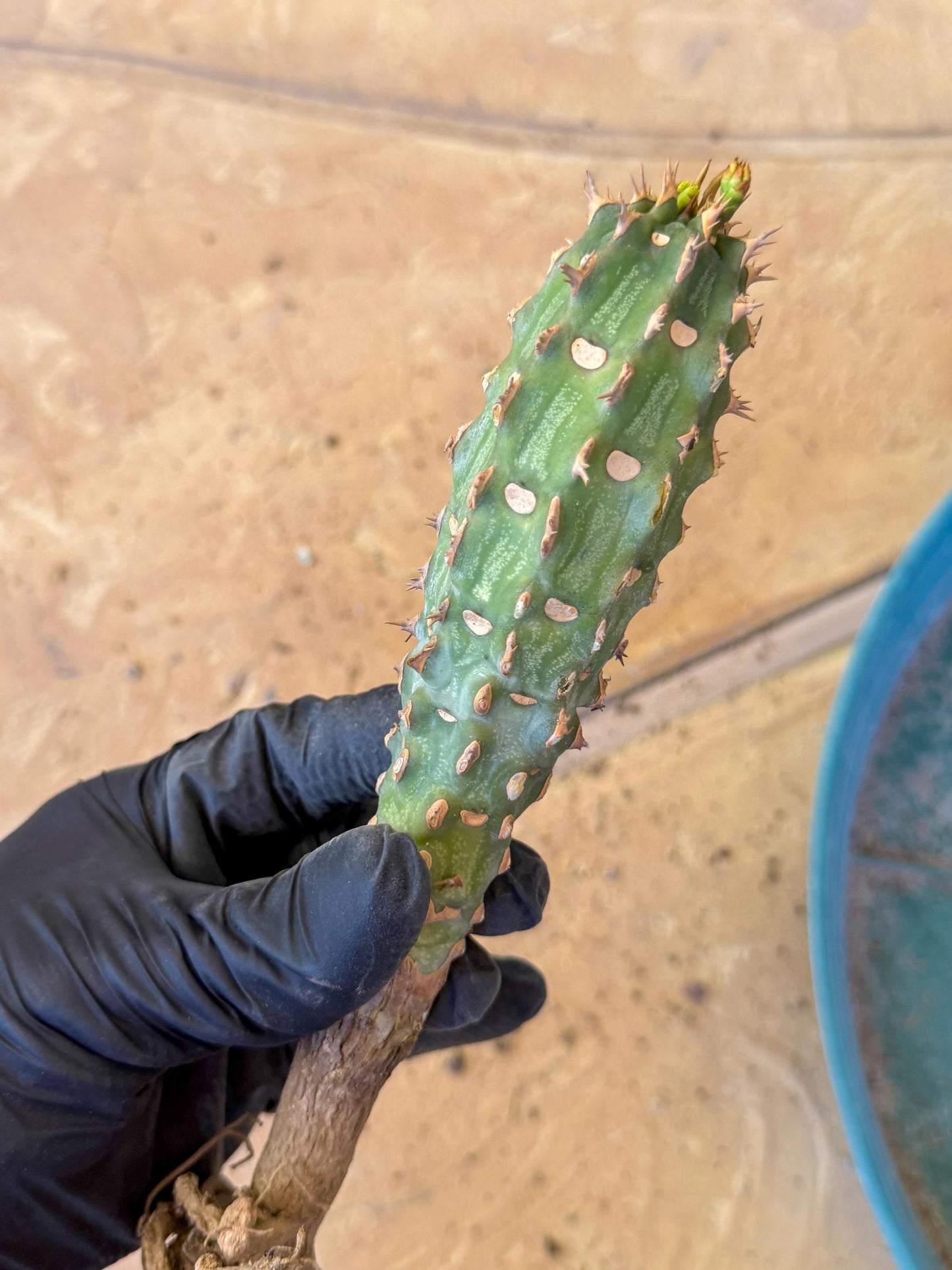 Eupho Viguieri var. Ankarafantsiensis (bg) | Imported plants