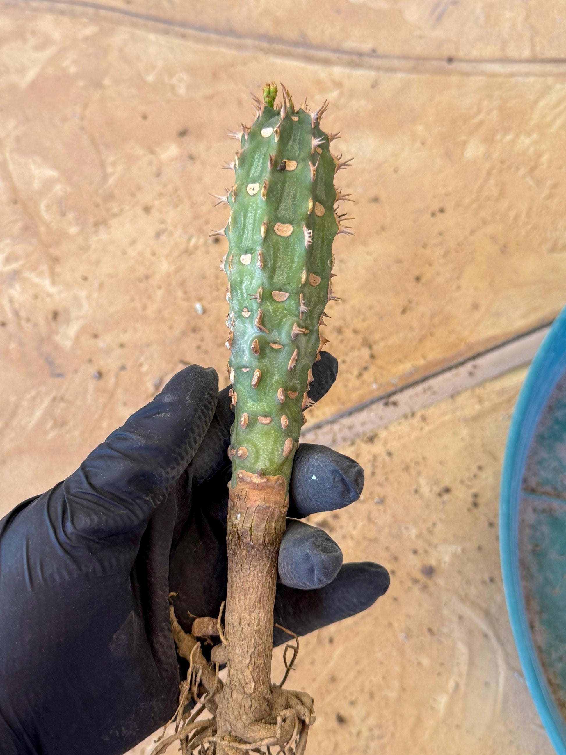 Eupho Viguieri var. Ankarafantsiensis (bg) | Imported plants