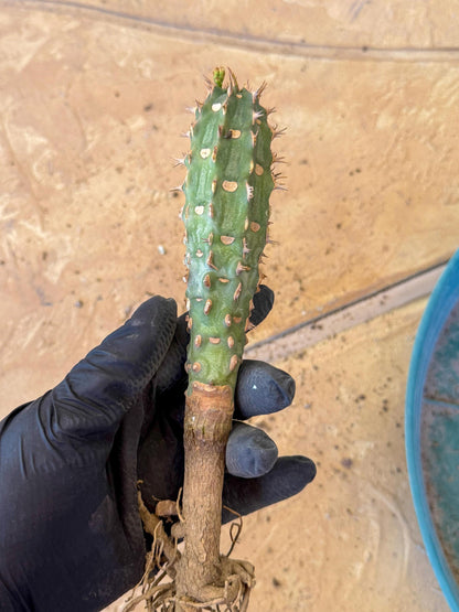 Eupho Viguieri var. Ankarafantsiensis (bg) | Imported plants