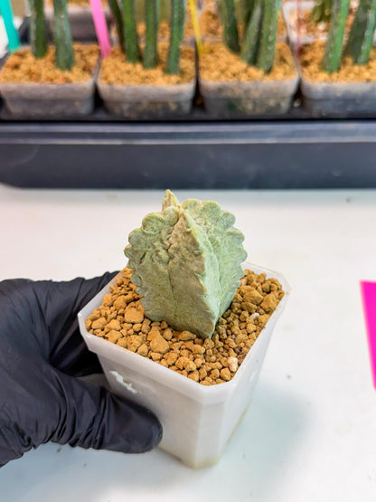 Whitesloanea crassa (p) | Rare House Plants