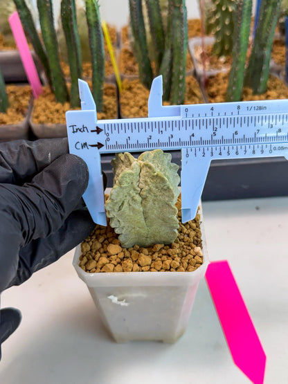 Whitesloanea crassa (p) | Rare House Plants