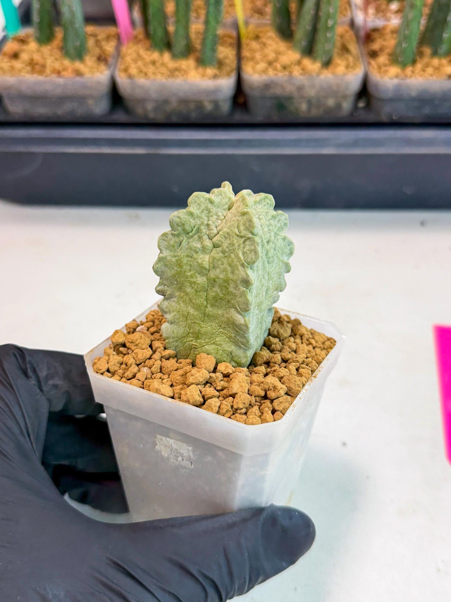 Whitesloanea crassa (p) | Rare House Plants