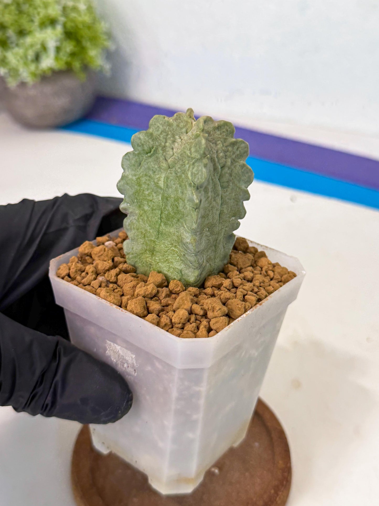 Whitesloanea crassa (p) | Rare House Plants