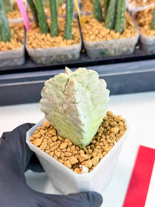 Whitesloanea crassa (r) | Rare House Plants