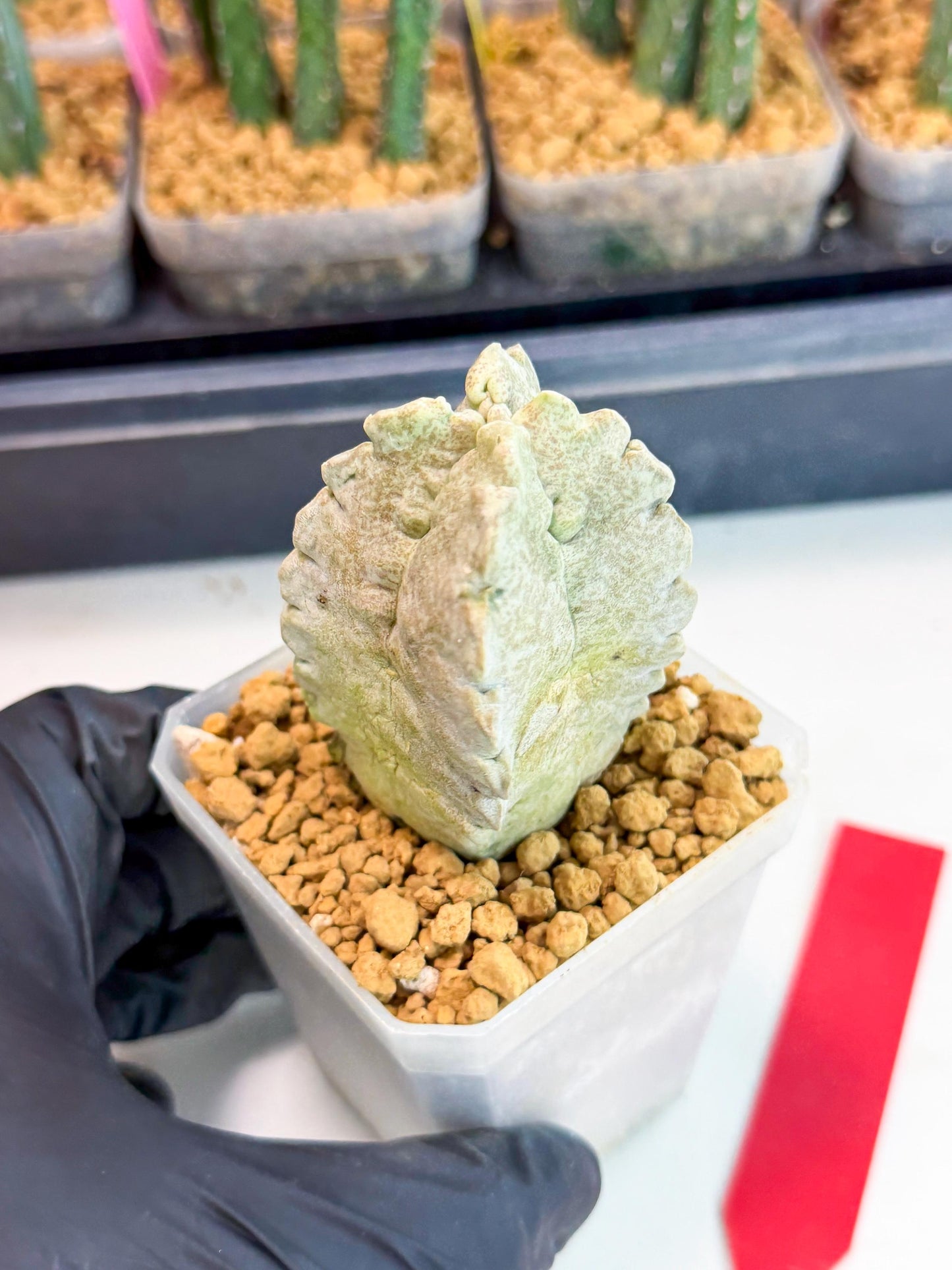 Whitesloanea crassa (r) | Rare House Plants