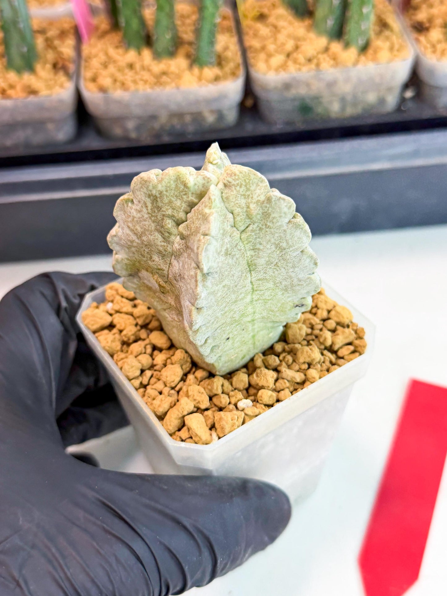 Whitesloanea crassa (r) | Rare House Plants