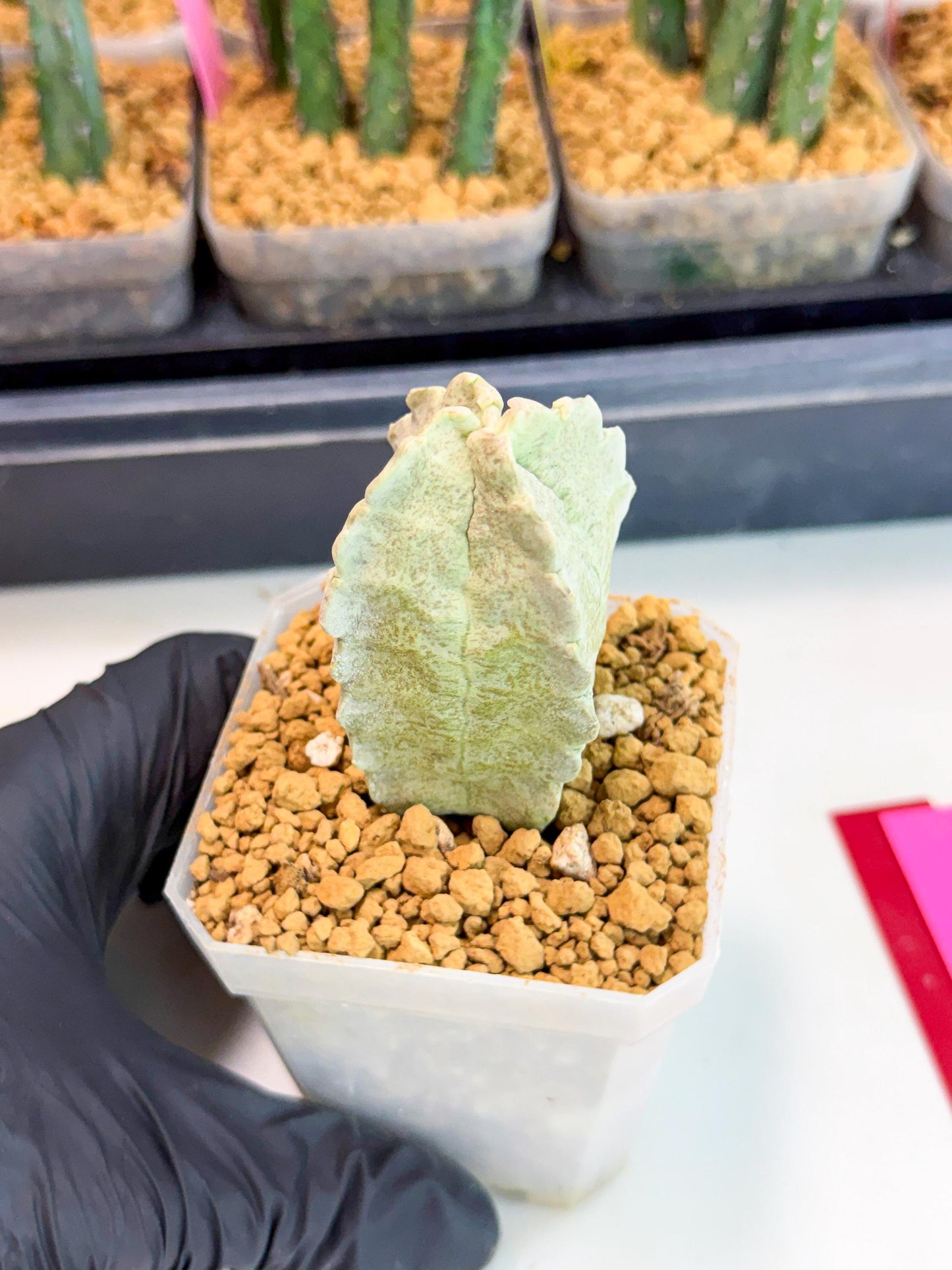 Whitesloanea crassa (pr) | Rare House Plants