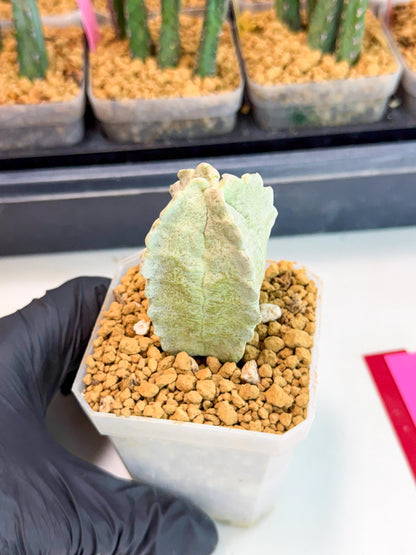 Whitesloanea crassa (pr) | Rare House Plants