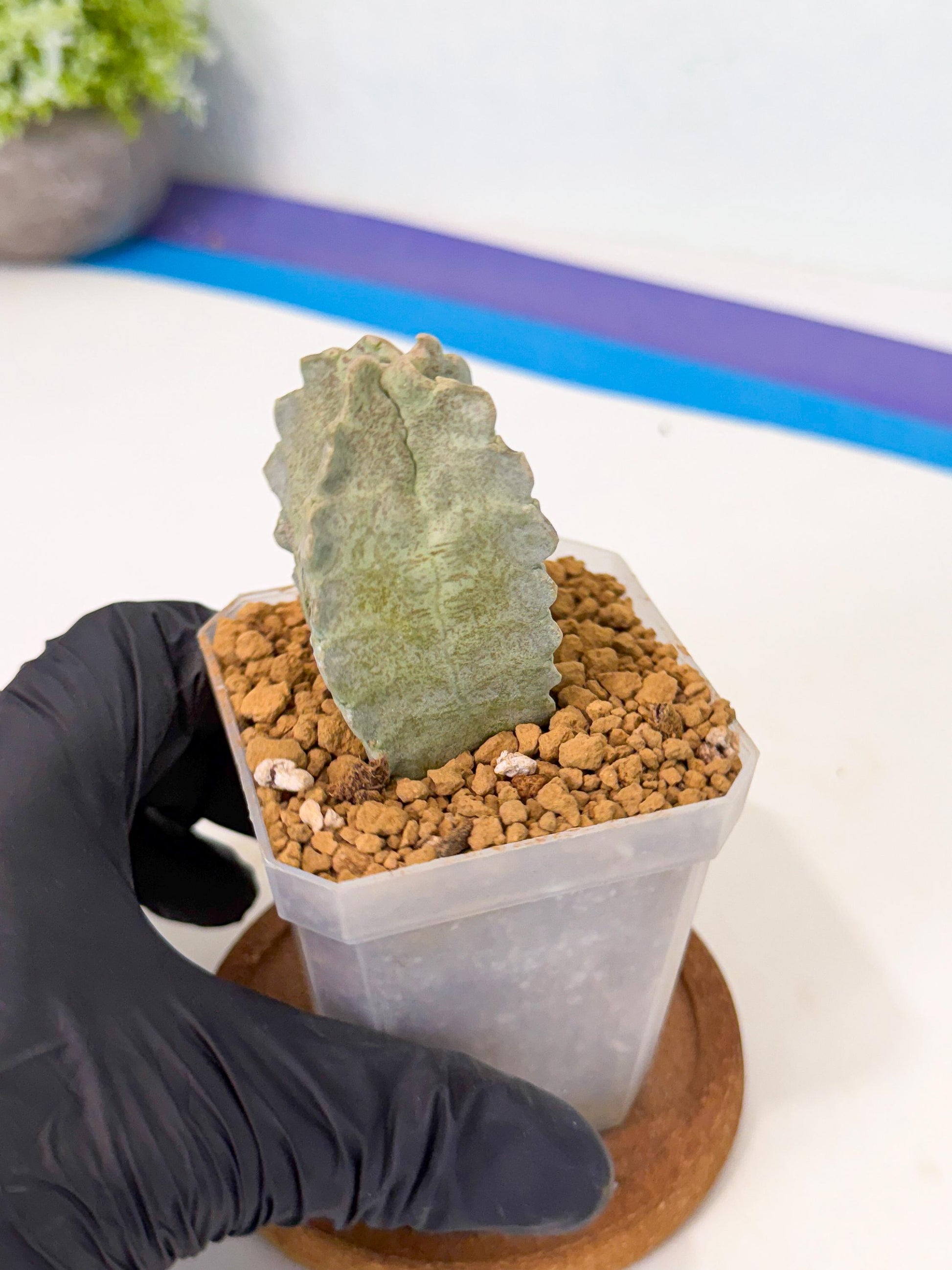 Whitesloanea crassa (pr) | Rare House Plants