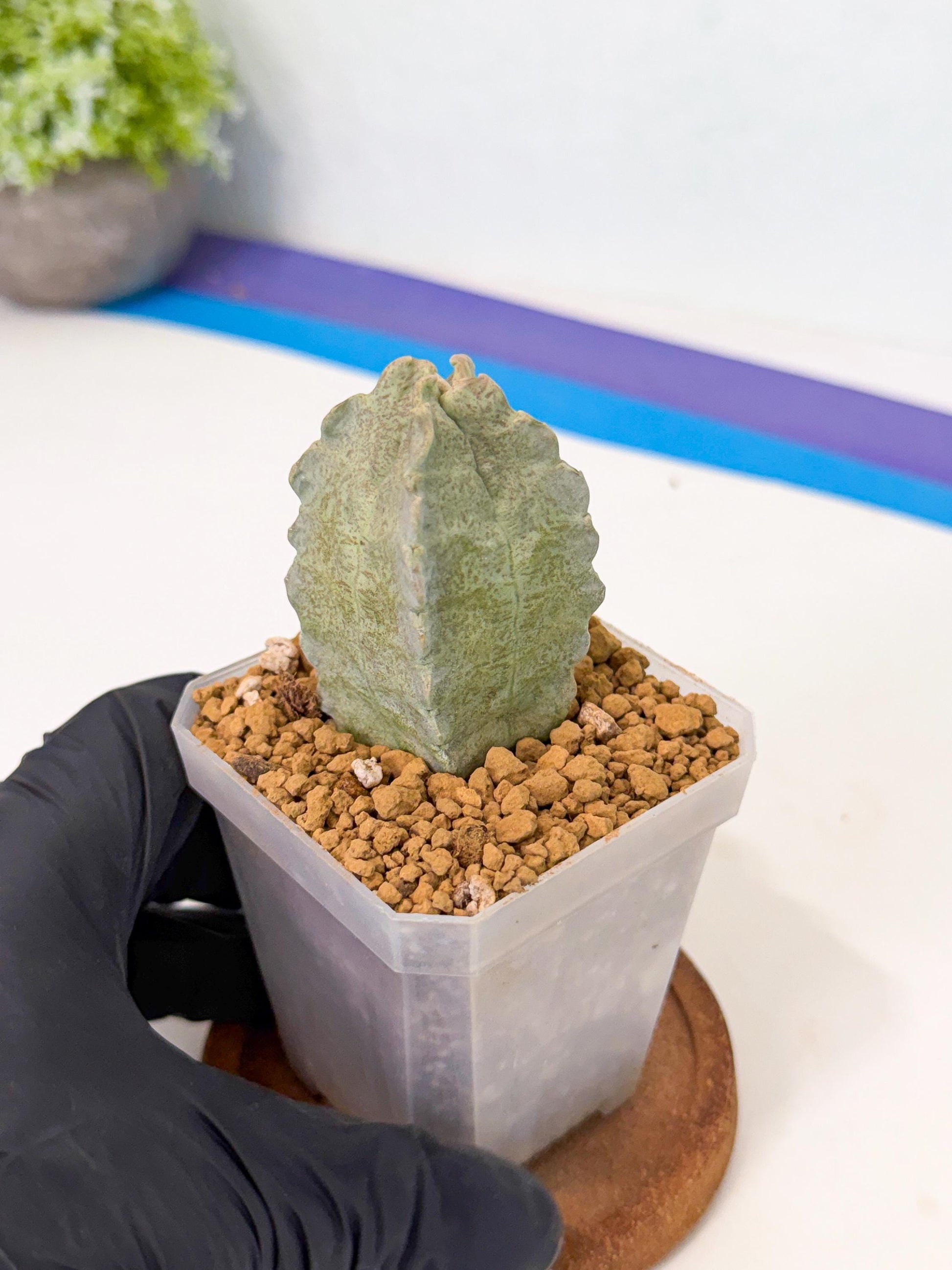 Whitesloanea crassa (pr) | Rare House Plants