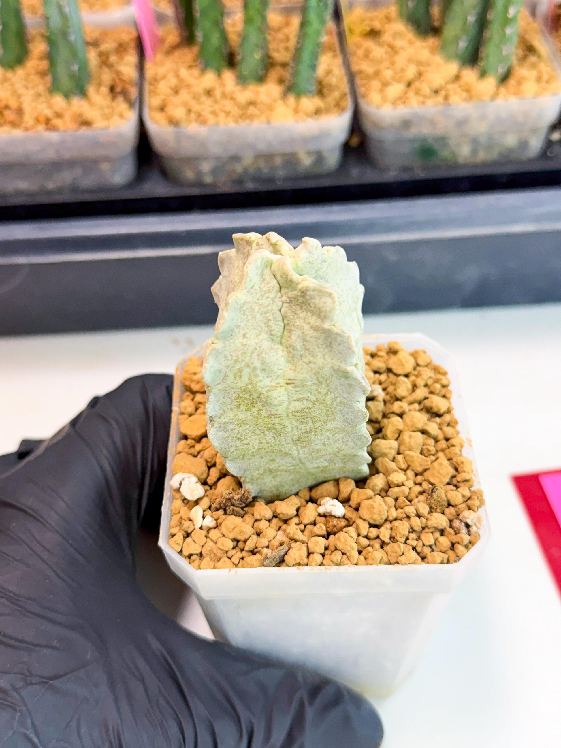 Whitesloanea crassa (pr) | Rare House Plants