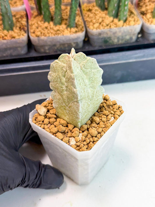 Whitesloanea crassa (by) | Rare House Plants
