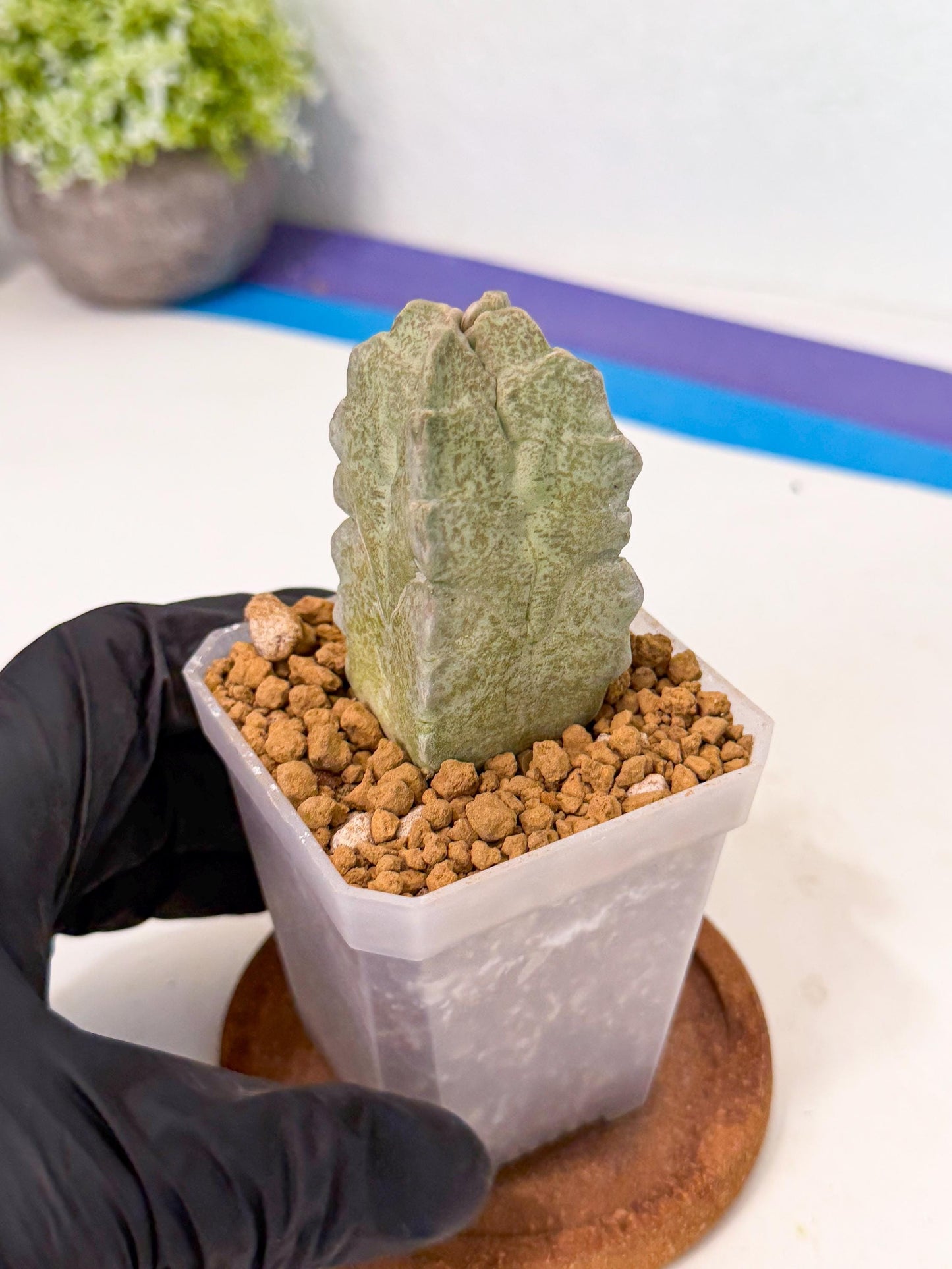 Whitesloanea crassa (by) | Rare House Plants