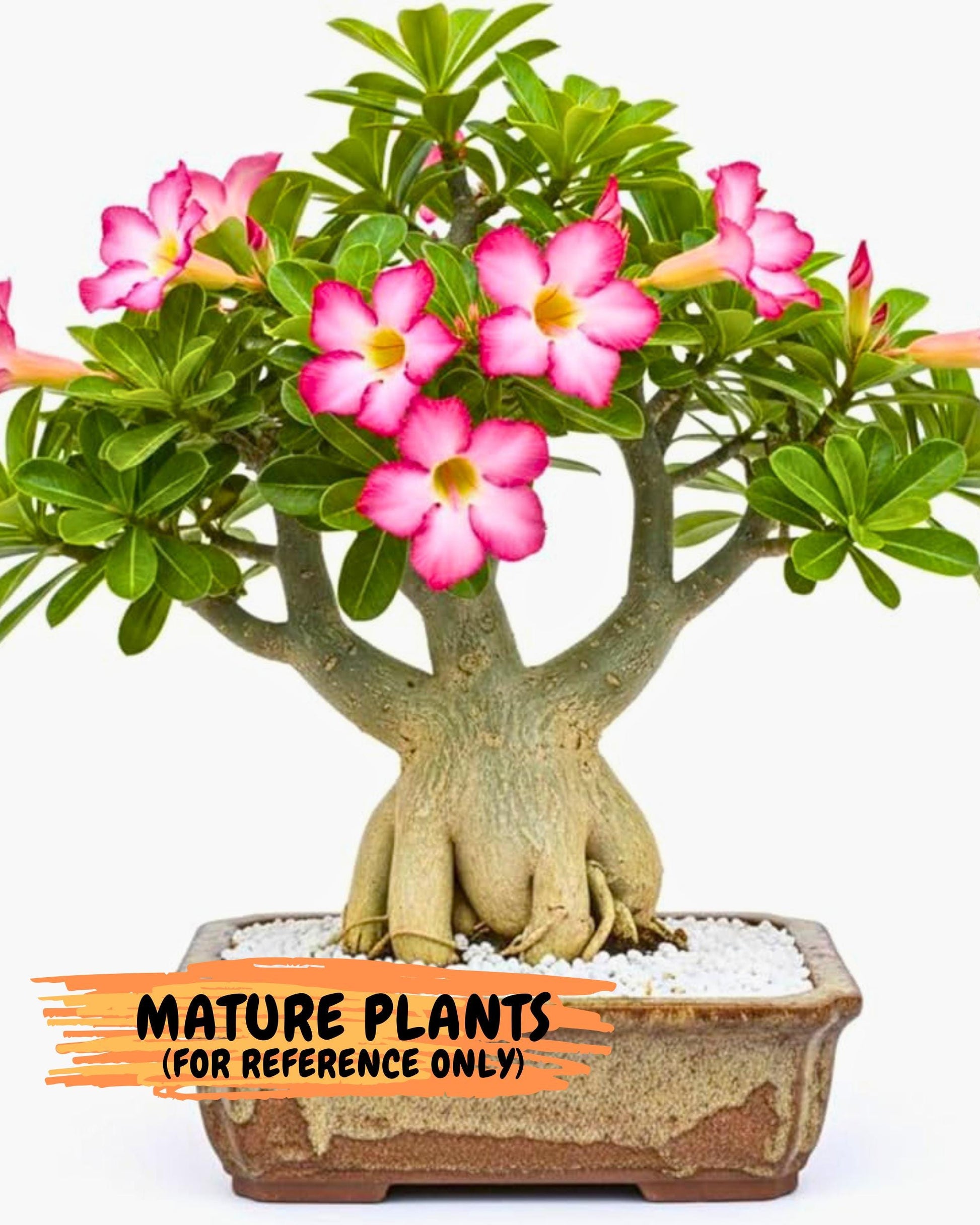Adenium Arabicum (o) | Desert Rose | Exotic Rare Plant