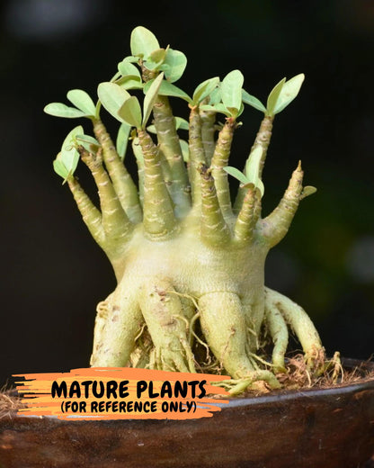 Adenium Arabicum (ooo) | Desert Rose | Exotic Rare Plant