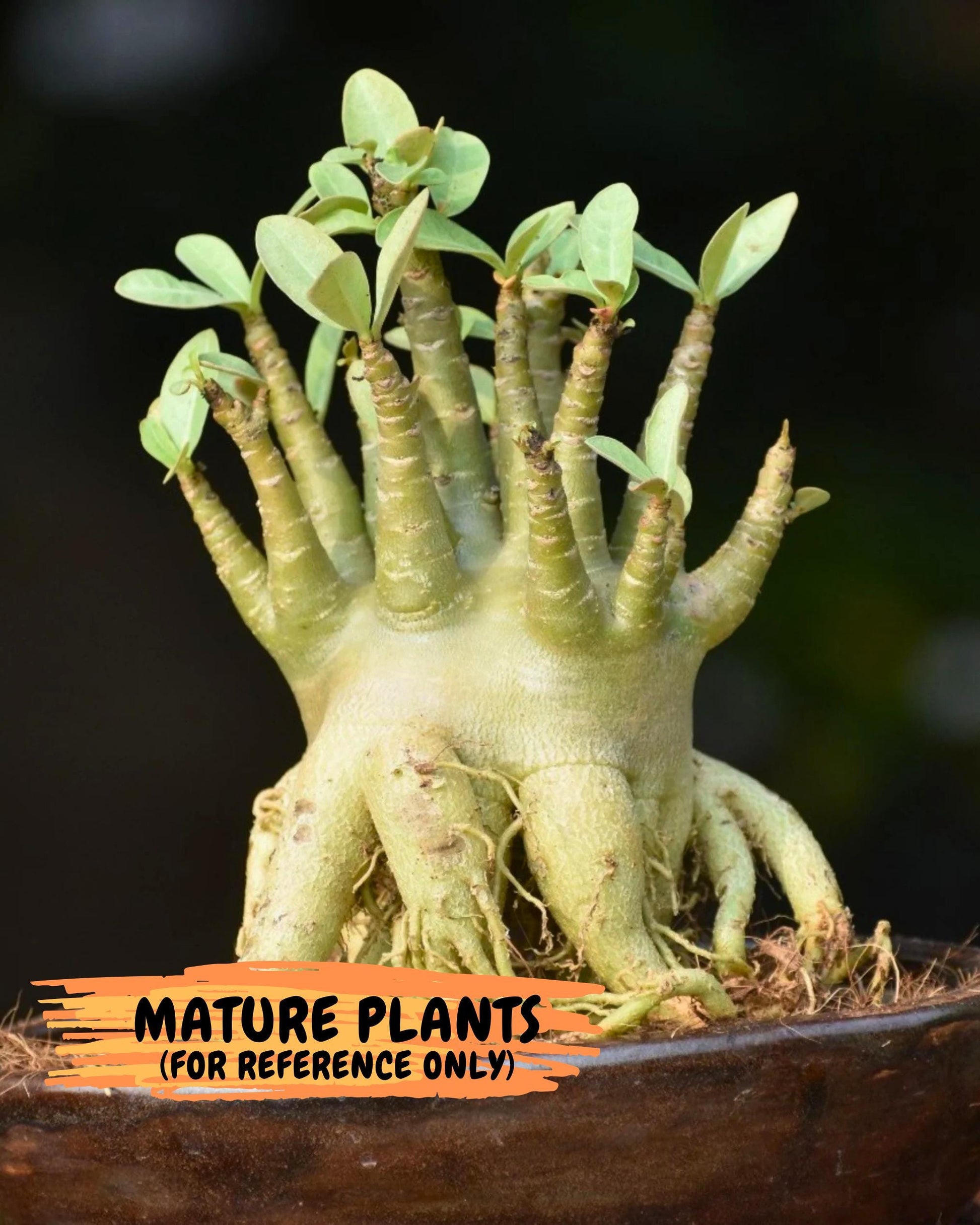 Adenium Arabicum (g) | Desert Rose | Exotic Rare Plant