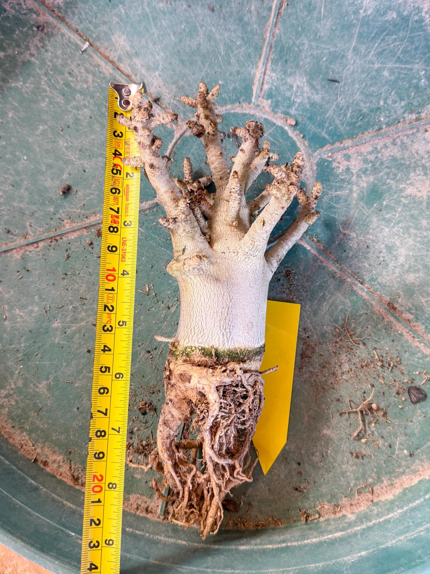 Adenium Arabicum (y) | Desert Rose | Exotic Rare Plant