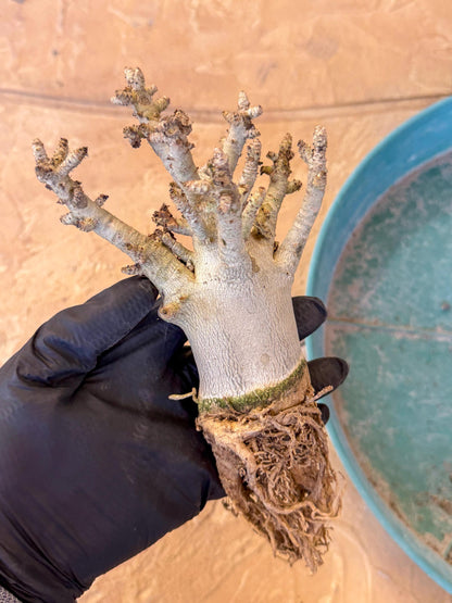 Adenium Arabicum (y) | Desert Rose | Exotic Rare Plant