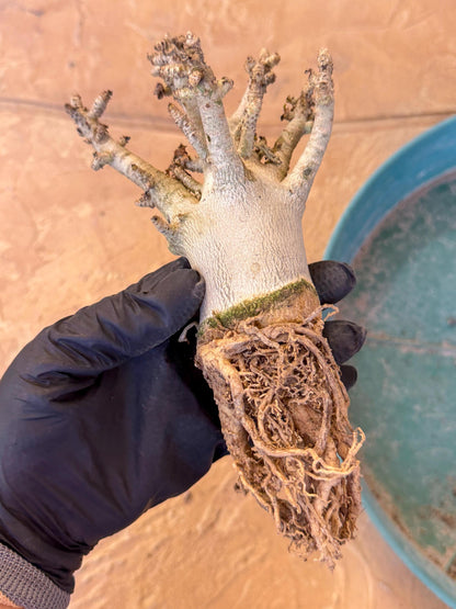 Adenium Arabicum (y) | Desert Rose | Exotic Rare Plant