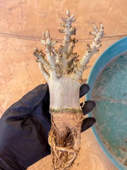 Adenium Arabicum (y) | Desert Rose | Exotic Rare Plant