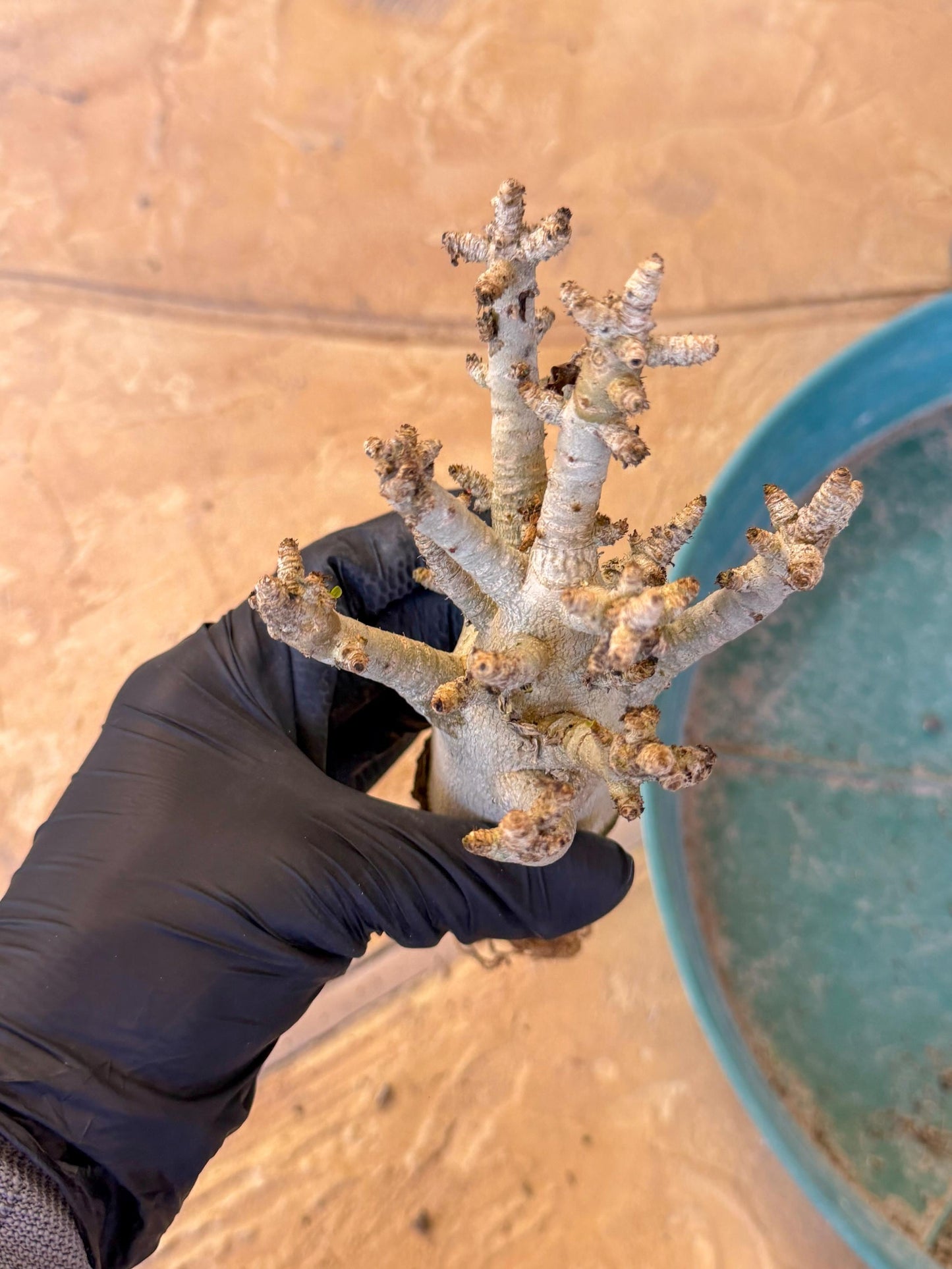 Adenium Arabicum (y) | Desert Rose | Exotic Rare Plant