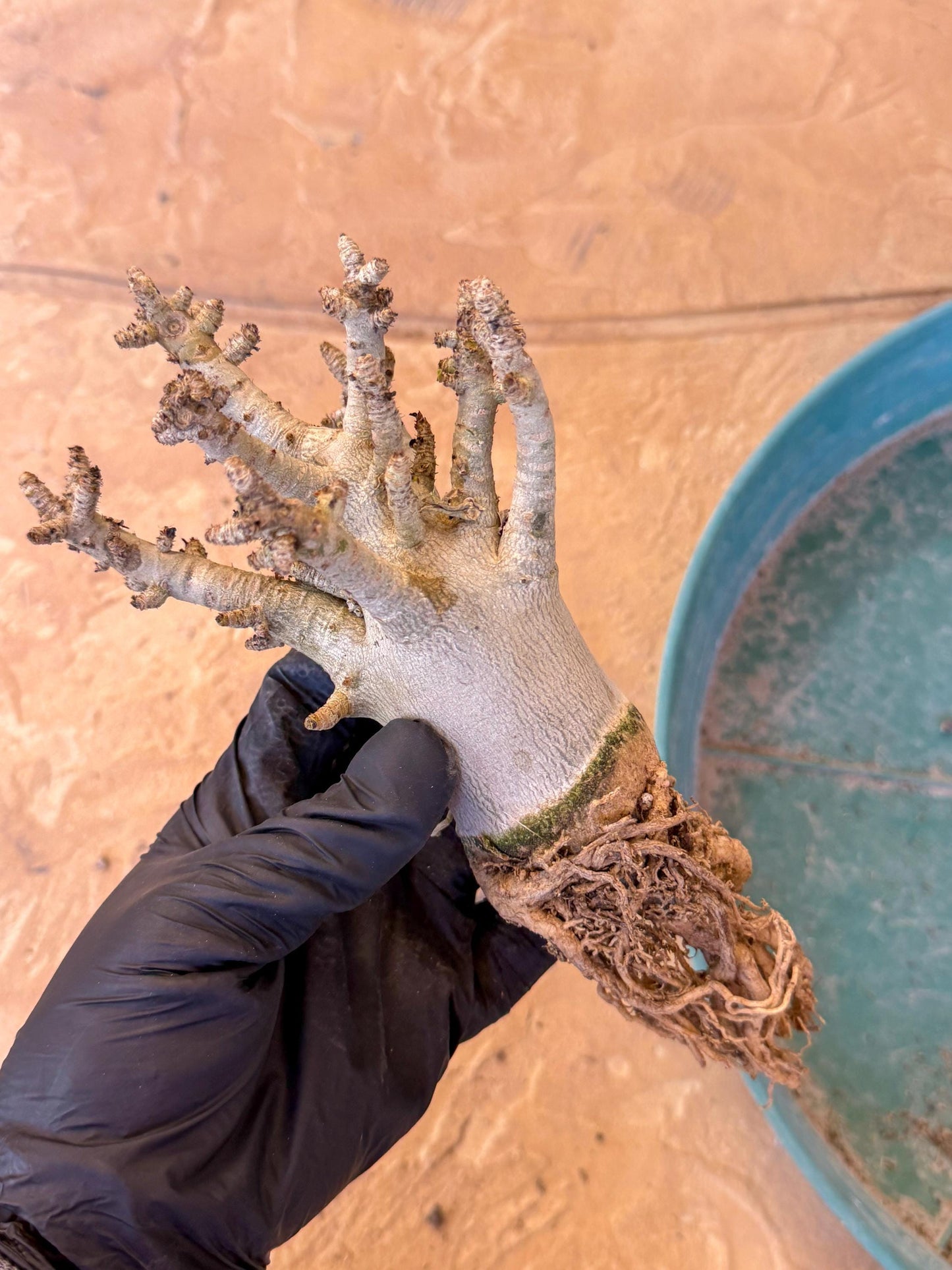 Adenium Arabicum (y) | Desert Rose | Exotic Rare Plant