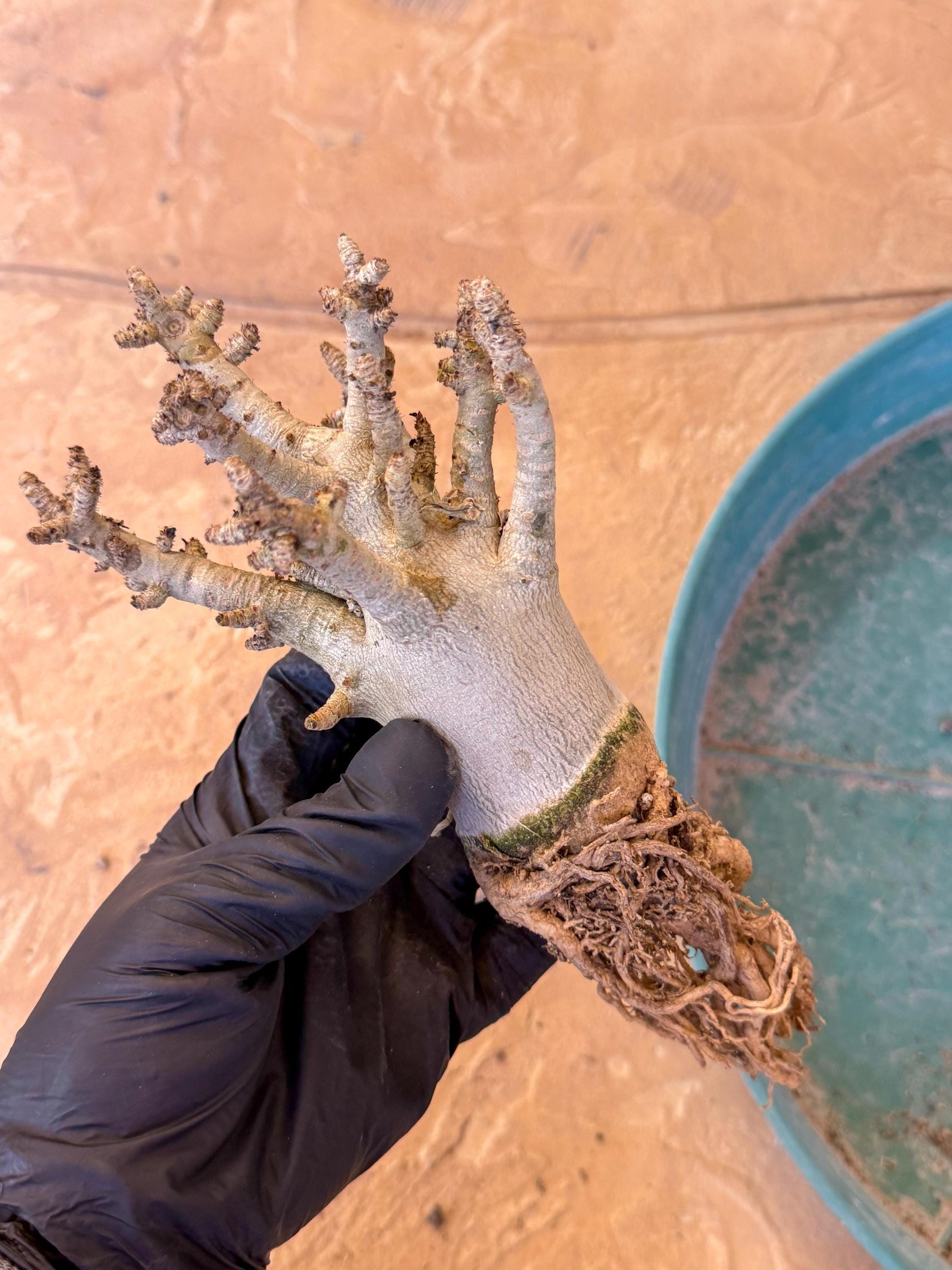 Adenium Arabicum (y) | Desert Rose | Exotic Rare Plant