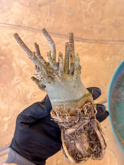Adenium Arabicum (b) | Desert Rose | Exotic Rare Plant
