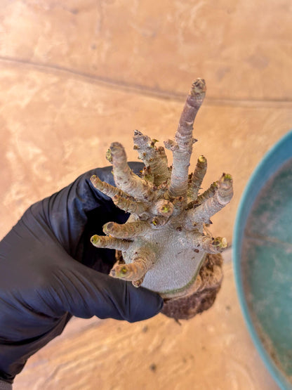 Adenium Arabicum (b) | Desert Rose | Exotic Rare Plant